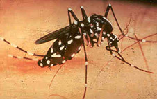 Aedes mosquito