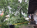 Tree on West Franklin-thumbnail