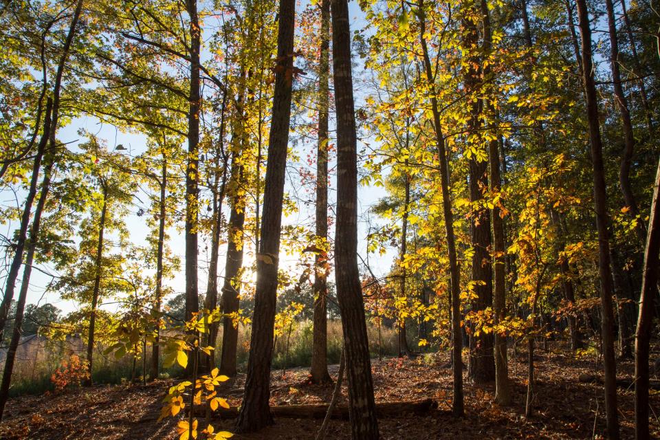 pritchard park natural woodland