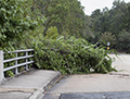 TREE IN ROAD