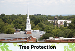 Tree protection