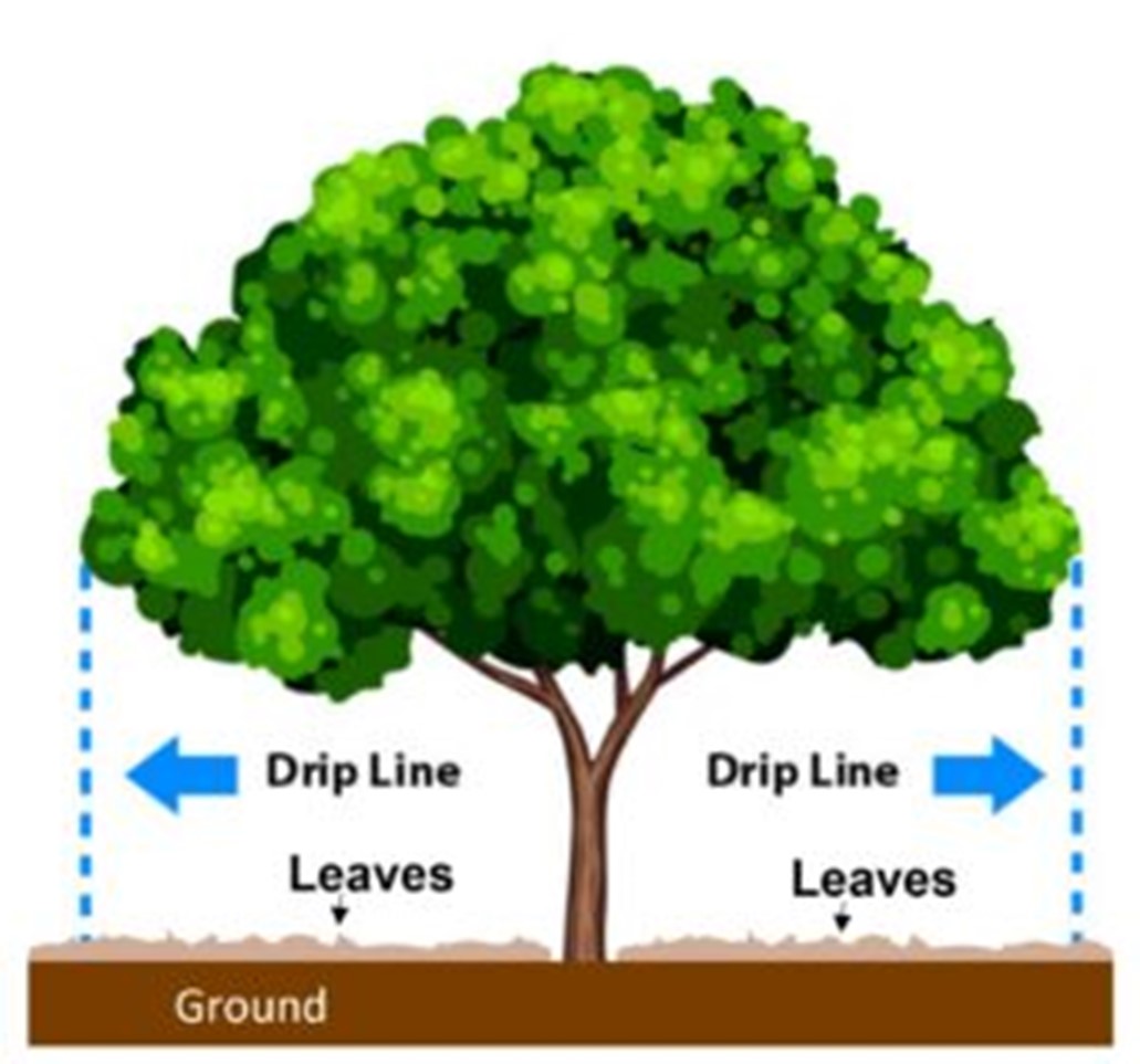 Illustration showing the location of a tree's drip line and leaves correctly spread on the ground from the trunk of a tree to its dripline