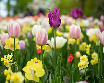 Spring Flowers